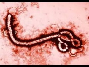 Un vaccino per Ebola