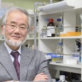 Medicina, il Nobel al giapponese Ohsumi