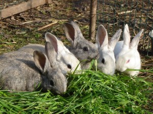 In Punta di Coda | Adottare un Coniglio