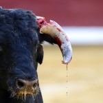 un-toro-con-un-corno-spezzato-durante-una-corrida-nell-arena-el-plantio-a-burgosorig_main