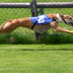 Greyhound_Racing_2_amk
