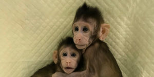 In Punta di Coda | Scimmie clonate, “un passo indietro anche per la ricerca”