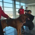 Cani anti-Covid, a Cuneo i test rapidi in aeroporto