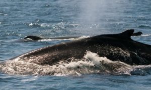 I cetacei, sentinelle della salute dei nostri mari