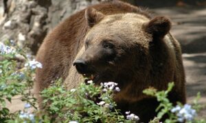 Uomini e orsi, una convivenza difficile